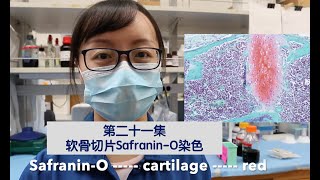 Visual Protocol 21 Safranin O stain for cartilage slides 第二十一集 [upl. by Llerot153]