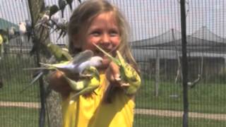 Fun with the famous budgies at Hemker Park amp Zoo [upl. by Halette]