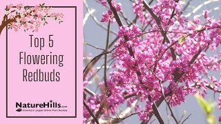 Top 5 Redbud Tree Varieties  NatureHillscom [upl. by Jelena]