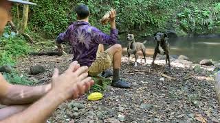 Doggos at Waipio waterfall [upl. by Eanel]