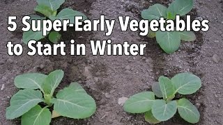 5 SuperEarly Vegetables to Start in Winter [upl. by Ennirok606]