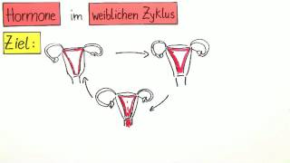 Hormone im weiblichen Zyklus  Biologie  Humanbiologie [upl. by Ehtyaf]