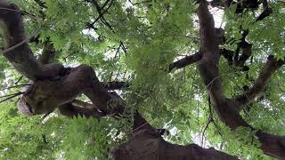 Weeping ash  entire tree  June 2024 [upl. by Eentruok253]