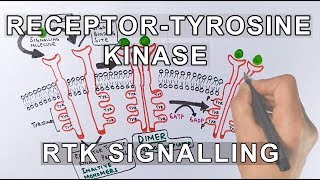 Receptor Tyrosine Kinase  RTK Signalling [upl. by Dnomse241]