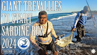 SARDINE RUN 2024  Giant trevallies at Port Shepstone [upl. by Anidualc]