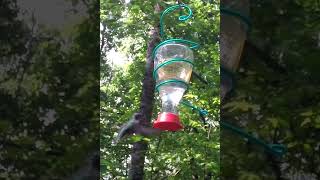 Hummingbirds Drink Nectar Chirp and Zoom Sound On [upl. by Oconnor32]