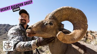 Epic Desert Bighorn Sheep Hunt [upl. by Olwen]