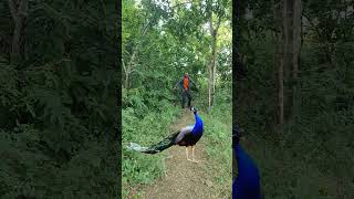 Open peacock 🦚 catching My village jungle vfx funny shorts video vfxpro vfx vfxeditor tikamvfx [upl. by Elman]