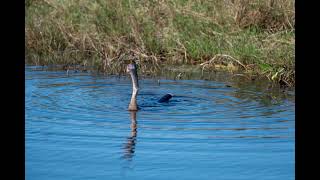 Anhinga fish eating sunfish [upl. by Janos519]