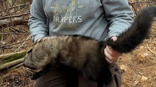 Fisher trapping in 5x5 cubbies [upl. by Eggleston]