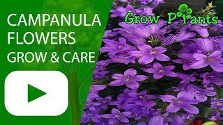 Campanula flowers plant  growing and care [upl. by Atiuqiram]