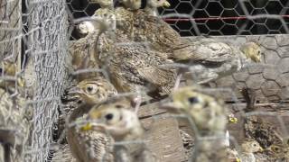 Gamekeeping Pheasants Four Weeks Old [upl. by Bertram3]