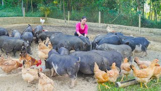 Take Care Of Livestock On The Farm Harvest Sugarcane Goes To Market Sell [upl. by Lana486]