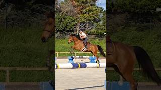 🤩 42 exercices de saut dobstacles cheval jumping [upl. by Jezrdna]