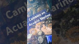 Como Reiniciar Acuario Marino [upl. by Eillehs]