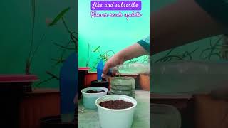 Flower seeds updatesubscribe for more gardening garden plants flowers explore winterflowers [upl. by Billye]