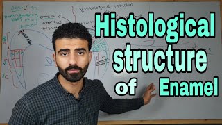 Enamel 3  histological structure of enamel  oral histology [upl. by Mehelhteb]