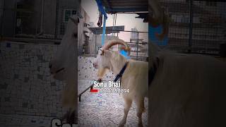 Import Bloodline Saanen Goat of Sonu Bhai in Mumbai [upl. by Tuddor606]