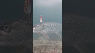 Ice Fishing Huge Northern Pike On Fish Camera [upl. by Iaht]