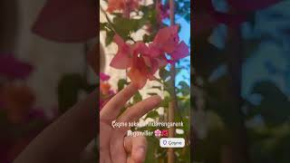 Renk Renk Begonvillergarden flowers begonvil plants viralshorts trending shortsvideoyoutube [upl. by Haidabez]