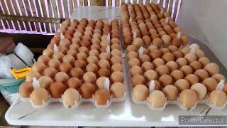 240 Eggs Test Hatch farming chicken dczCertifiedBreeder freerangechickens farming asmrvideo [upl. by Agostino286]