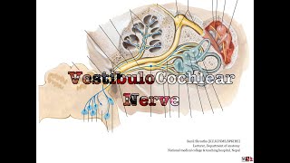 Vestibulo cochlear nerve CN 8 Anatomy free lecture notes Anatomy Shortcut MBBS BDS [upl. by Herriott]