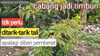 CARA PRUNING DIAWAL PERTUMBUHAN ALPUKAT tunasbaruAlpukattaeh [upl. by Llenil855]