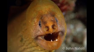 Green Moray  Gymnothorax prasinus [upl. by Allebram]