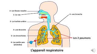 La respiration et l’appareil respiratoire 2 Classe de Eb3 [upl. by Dranyar257]