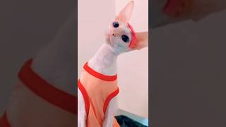 Meme meow dancing cat 732😻 😱👺😹🤠shorts yt shortsshortsvideo [upl. by Enegue]