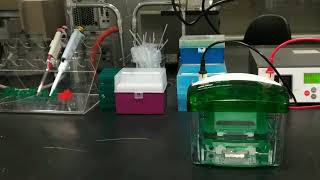 Introduction to Polyacrylamide gel electrophoresis PAGE for Oligonucleotides [upl. by Arrekahs923]