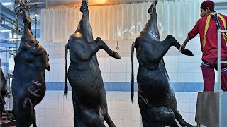 See How the Incredible Buffalo Factory Works  Modern Buffalo Meat Processing Process [upl. by Lawan742]