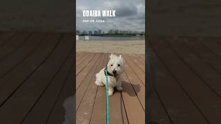 Beach walk Odaiba Tokyo with Wylie Westie ウェスティ odaiba tokyo beach h [upl. by Filberte]