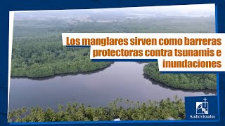 Cápsula  Manglares ecosistemas de vida en El Salvador [upl. by Calva]