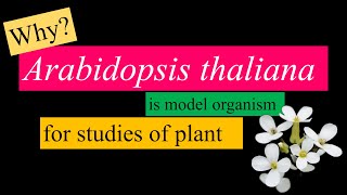 Arabidopsis thaliana is a model organism for plant studies WHY [upl. by Corron531]