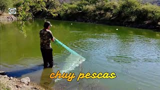 un arroyo con pura tilapia gigante [upl. by Harrat414]