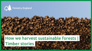 How we harvest sustainable forests  Timber stories [upl. by Rydder]