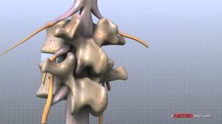 Lumbar Spine Anatomy [upl. by Enrev559]