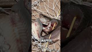 Inshore fishing and crab trapping fishing inshorefishing [upl. by Reagen]