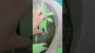 How to Grow Ananas Fruit Plant grow ananas gardening trending [upl. by Naida]