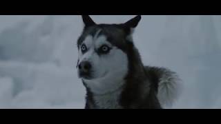 Eight Below Белый плен 2006 Схватка с тюленем леопардом [upl. by Skylar]