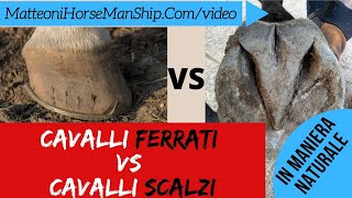 Cavalli ferrati Vs Cavalli scalzi [upl. by Teyugn]