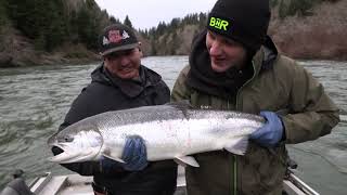 Quinault River Broodstock Winter Steelhead [upl. by Mckay337]