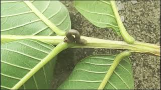 Loop banakar chalne wala caterpillar II Castor Semilooper II कैस्टर सेमिलूपर lIsemilooperlarvae [upl. by Ursala475]