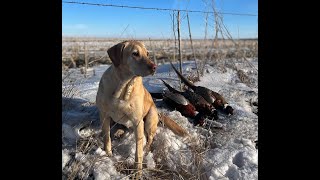 Intro to Hunting Public Land Pheasants in South Dakota [upl. by Felipe]