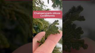 Chamaecyparis obtusa Coralliformis 🌲 в зимнем САДУ conifers хвойныйсад [upl. by Jarl]