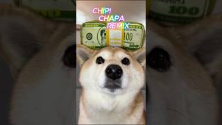 Chipi Chipi Chapa Chapa REMIX Doge gets that squeaky CASH MONEY doge chipichipi cutedog [upl. by Natfa]