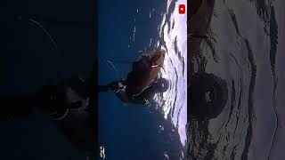 Abrótea ao buraco fishing spearfishing spearfish oceanfishing [upl. by Assille]