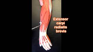 Muscles of the Forearm [upl. by Haldas]