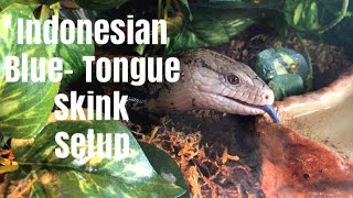 Indonesian Blue Tongue Skink Enclosure Setup How To [upl. by Ericksen]